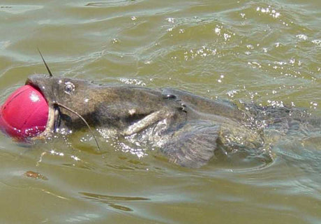 A fishy story