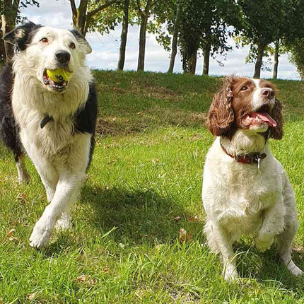 Double Strength Dog Tennis Balls