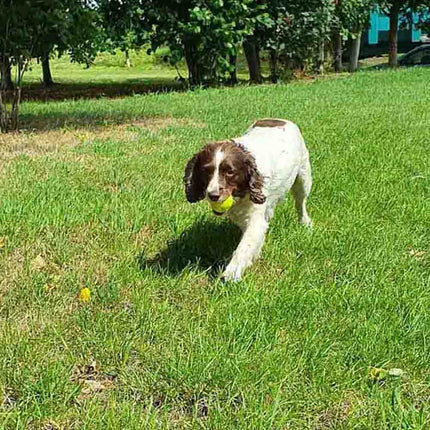 Double Strength Dog Tennis Balls